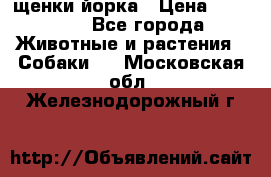 щенки йорка › Цена ­ 15 000 - Все города Животные и растения » Собаки   . Московская обл.,Железнодорожный г.